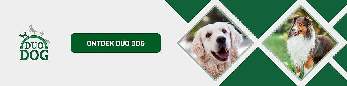 Dier, Hond, Zoogdier, Huisdier